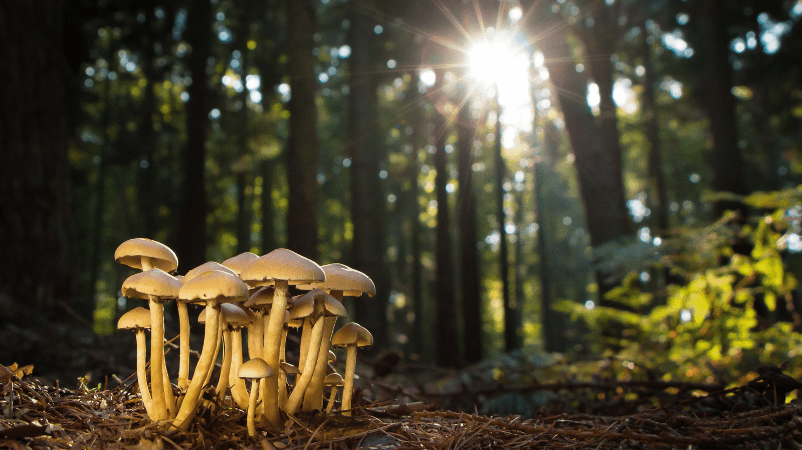 Psilocybin for Depression: Can Magic Mushrooms Really Treat Mental Illness? zyael talks