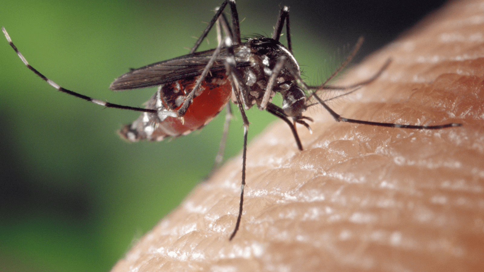 WHO Unveils 6-Point Global Plan to Combat Dengue, Zika & Other Mosquito-Borne Diseases zyael talks