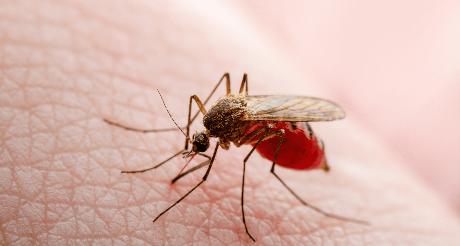 Climate Change Fuels Pacific Dengue Surge: Record Outbreak in 2025 zyael talks